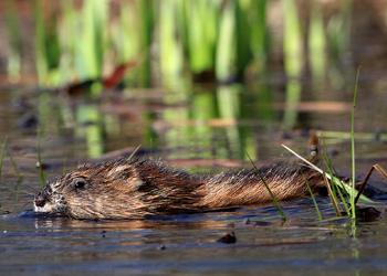 Bisamratte (Ondatra zibethicus) - © Gernot Kunz